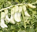 Chinese Milk Vetch Astragalus membranaceus